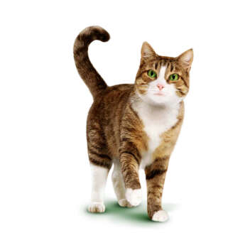 Ищем похожего кота как фирменный кот Борис из рекламы Kitekat