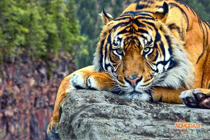 Тигры скалы без смс
